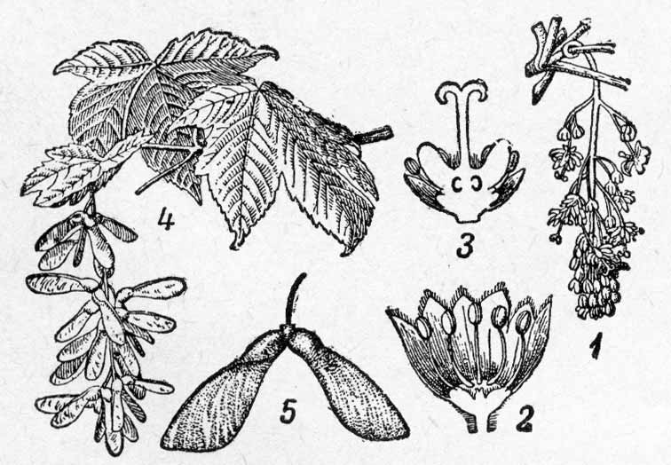    Acer pseudoplata- nus L. 