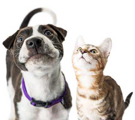 Домашние животные, кошки и собаки, все вопросы и ответы