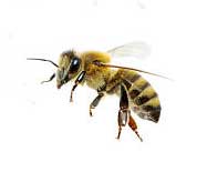 Пчеловодство - заготовительные пункты